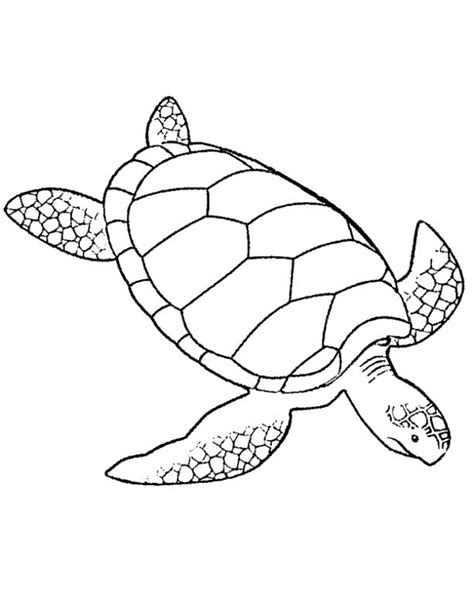 Printable Coloring Pages Turtle