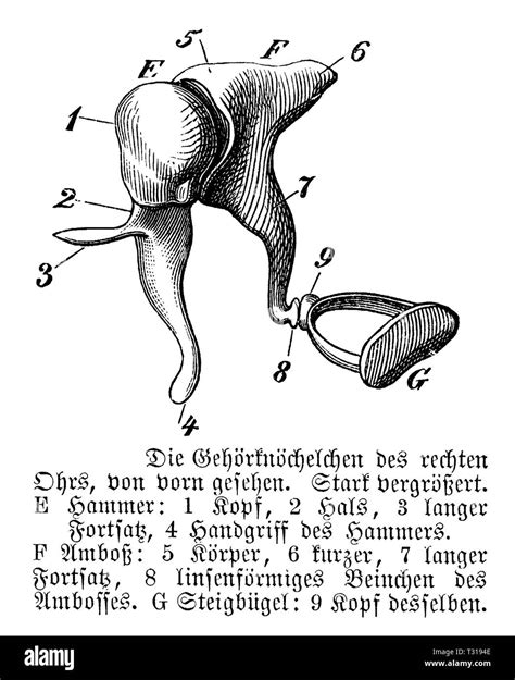 Auditory ossicles Black and White Stock Photos & Images - Alamy