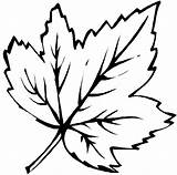 20  Leaf Coloring Pages Free Printable PDF & Online sketch template