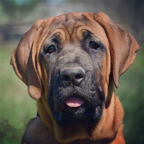 Tosa Inu, Tosa-Ken, Japanese Mastiff | DinoAnimals.com