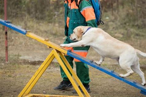 Dog Obstacle Course Features | Sentabarcs