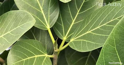 Ficus Audrey: How To Grow and Care For Ficus Benghalensis