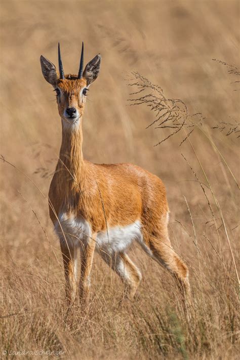 The tiny Oribi antelope (Ourebia ourebi) – SA*GA Photography – Sandra ...