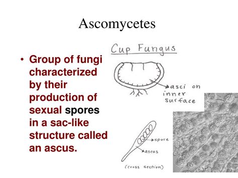 PPT - Ascomycetes: Phylum Ascomycota PowerPoint Presentation - ID:318553