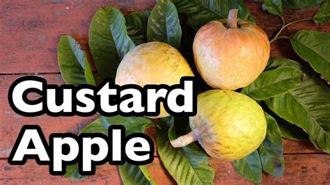 All About Custard Apple! - YouTube