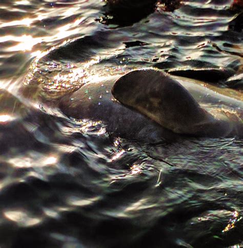 Manatee Swimming in Crystal River Florida 2 - 2TravelDads