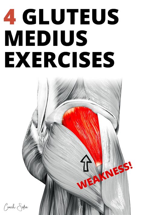 4 Weak Gluteus Medius Activation Exercises | Gluteus medius exercises, Gluteus medius, Medius ...