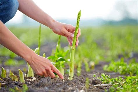 How to Plant Asparagus? (Complete Growing Guides)