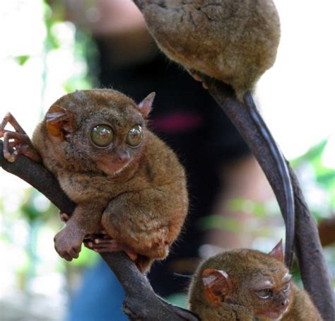 Snapshot: Philippine Tarsier | Studia Mirabilium