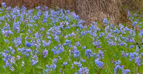 How To Grow Virginia Bluebells