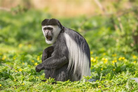 The National Parks Of Nigeria: Role In Protecting The Country's Biodiversity - WorldAtlas