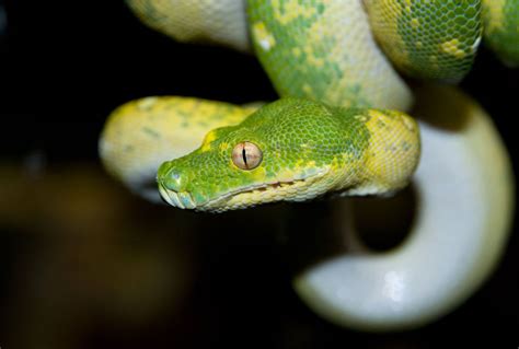 Happy World Snake Day! Meet our green tree python! This species is completely arboreal. Due to ...