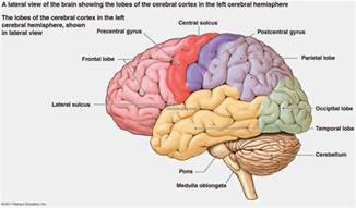 Fissures Of The Brain | MedicineBTG.com