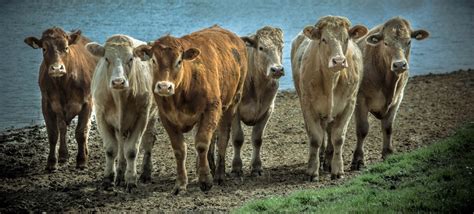 Free Images : nature, grass, field, countryside, animal, country ...