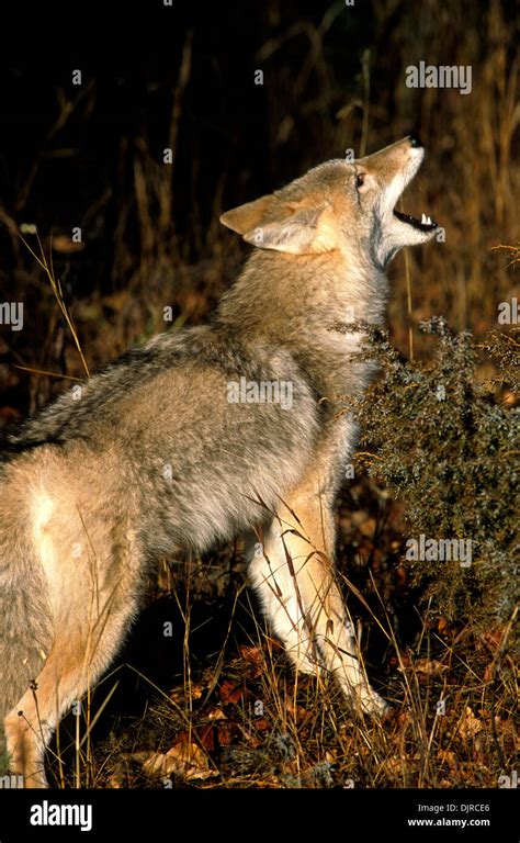 Yipping coyote hi-res stock photography and images - Alamy