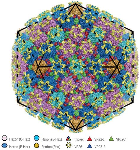 Three-Dimensional Structures of the Herpesvirus HSV-1/HSV-2 Capsid ...