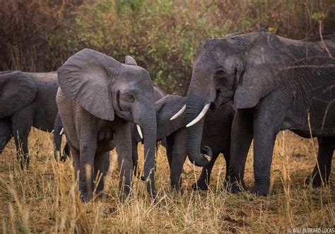 Elephant Family | Will Burrard-Lucas