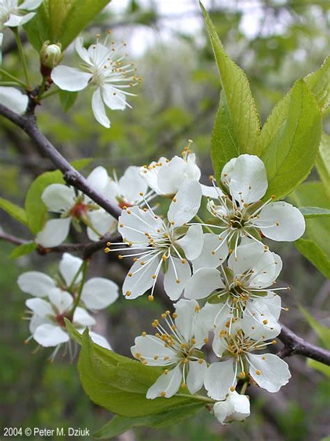 Prunus americana (Wild Plum): Minnesota Wildflowers