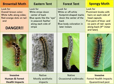 Moth Caterpillar Identification