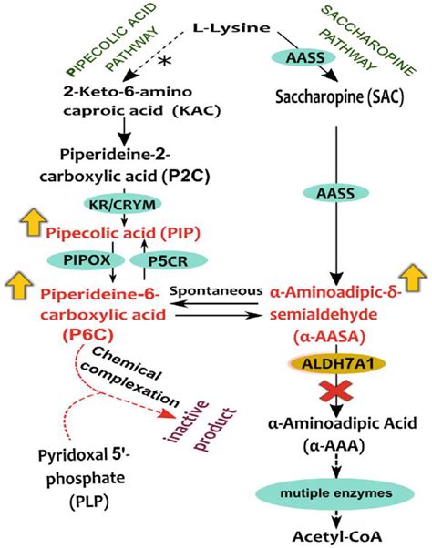 Vitamin B6 and Related Inborn Errors of Metabolism | IntechOpen