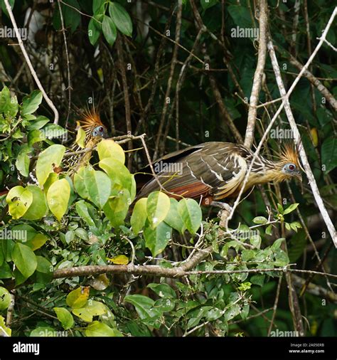 Hoatzin claws hi-res stock photography and images - Alamy