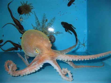 octopus-pet - MyConfinedSpace