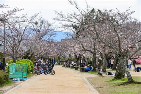 Cherry Blossom Reports 2024 - Matsuyama: Blossoms Opening