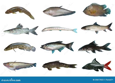 Set Freshwater Fish Of Thailand Stock Image - Image: 35617023