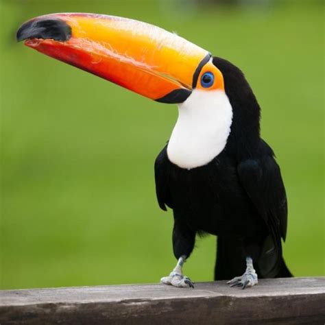 Dietary Habits of the Toucan