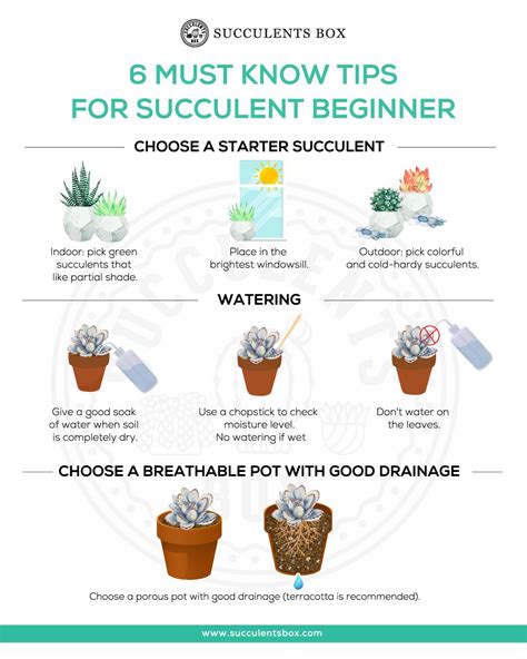 Simple Succulent Care Instructions Printable