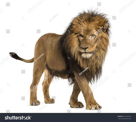 Side View Of A Lion Walking, Panthera Leo, 10 Years Old, Isolated On White Stock Photo 165448391 ...