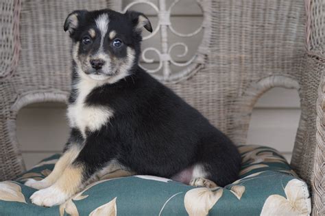 Miniature Australian Shepherd Mix For Sale Holmesville, OH Male- Tucke ...