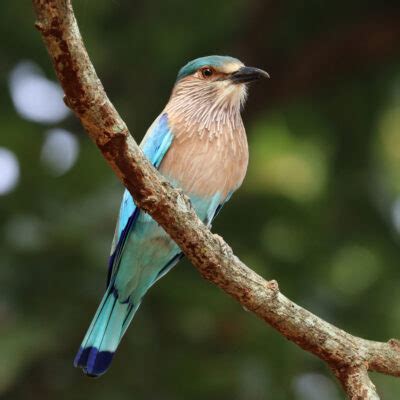 State Bird of Karnataka | Indian Roller | Symbol Hunt