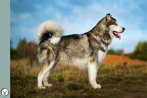 Alaskan Malamute Coat Colors | Coats and Colors