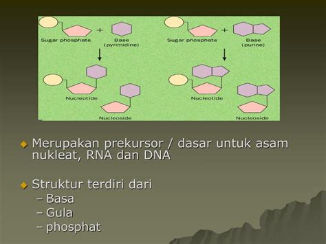 PPT - Nukleotida dan asam nukleat PowerPoint Presentation, free download - ID:4052867