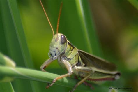 GRASSHOPPER CLOSE UP | Animals beautiful, Nature photos, Animals