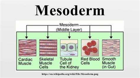 Mesoderm - YouTube