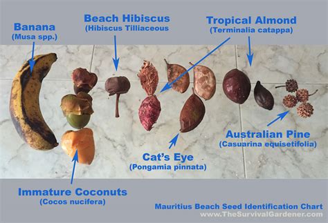 Germinated Beach Seeds | The Survival Gardener