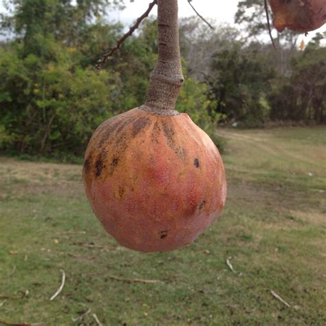 Corazón, fruta de PR | Fruits and veggies, Vegetables, Growing vegetables