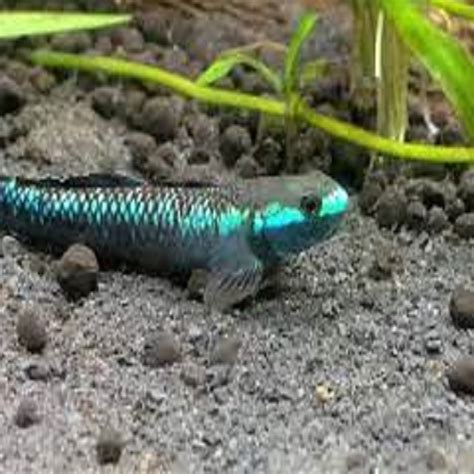 BLUE NEON GOBY 5CM - shrutiAquaCulture