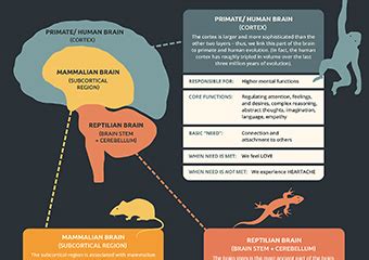 Reptile Brain Diagram