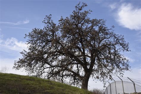 Mighty Oak 2 Free Stock Photo - Public Domain Pictures