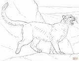 Cougar coloring Page  Free Printable Coloring Pages sketch template