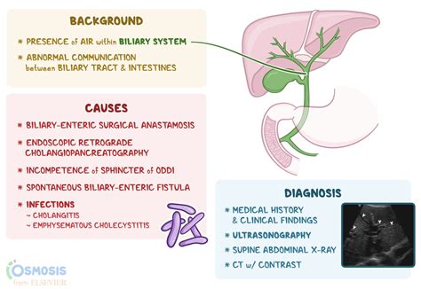 Pneumobilia: What Is It, Causes, and More | Osmosis