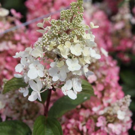 Hydrangea paniculata 'Pinky Winky' - buy plants at Coolplants