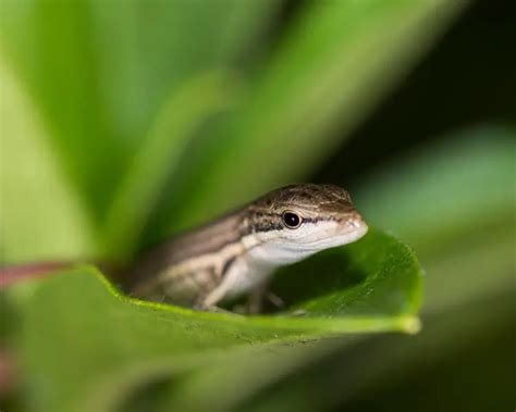 Datos de Takydromus viridipunctatus, dieta, hábitat e imágenes en Animalia.bio