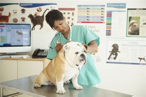 A Look at Some of the Top Veterinary Schools in the United States (With ...