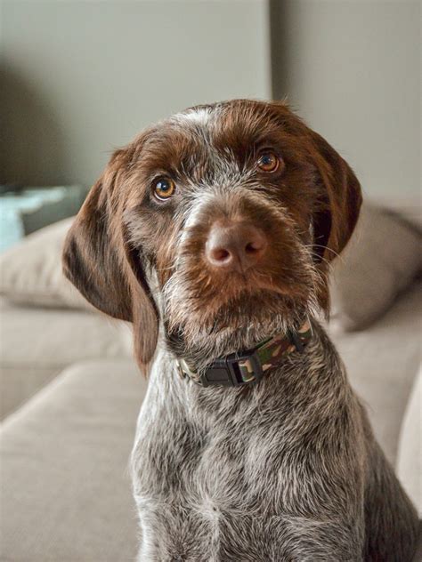 Wirehaired Pointing Griffon 3 1/2 months old - best dog ever | Griffon dog, Bird dogs, Puppies