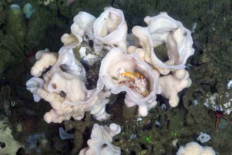 Scientists identify new species of sea sponge off the coast of British Columbia, Canada ...