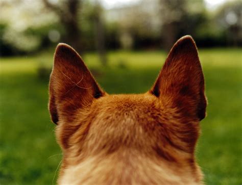 7 Tips to Dog's Ear Care - Pets Grooming Prices